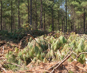 Waste to Wheels: The Cellulosic Revolution Photo